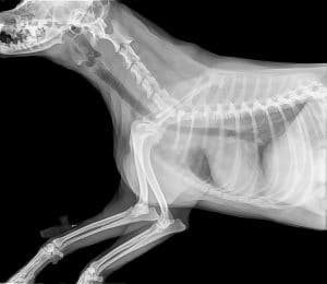 Radiographie vétérinaire Olbia