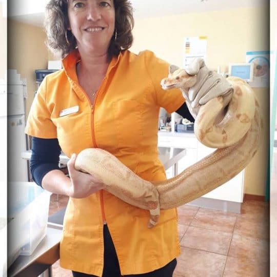 Veterinaire hyeres serpent albinos