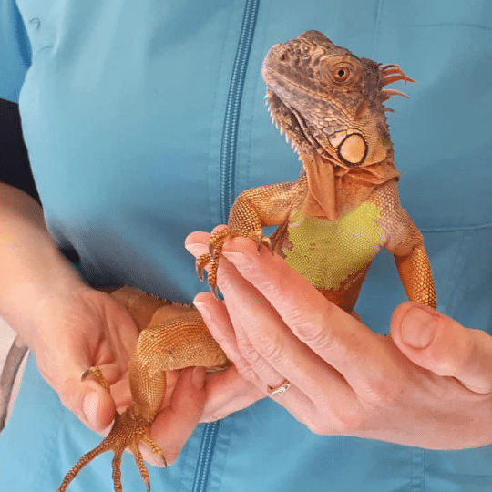 Veterinaire hyeres iguane