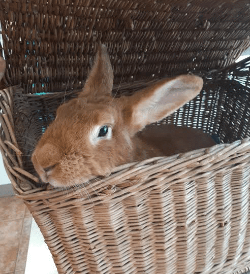 Veterinaire hyeres lapin