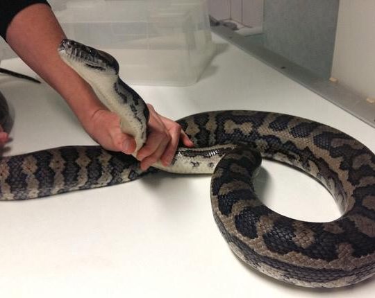 Veterinaire hyeres serpent