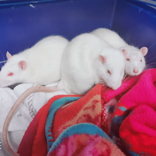 Veterinaire hyeres souris