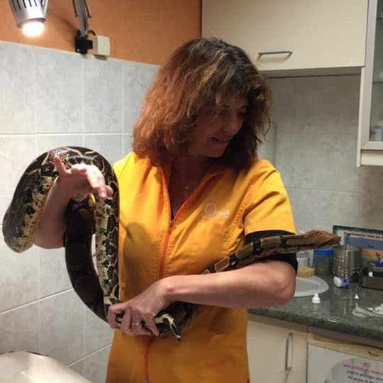 Veterinaire hyeres serpent avec Dr Peeters