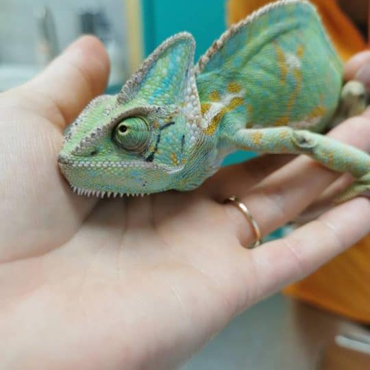 Veterinaire hyeres caméléon