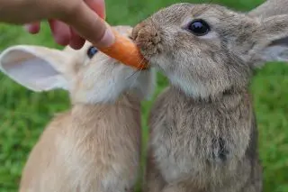 Lapins carottes