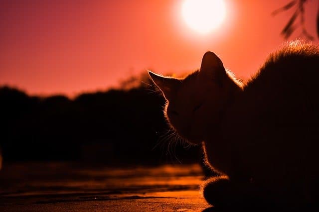Chat coucher de soleil