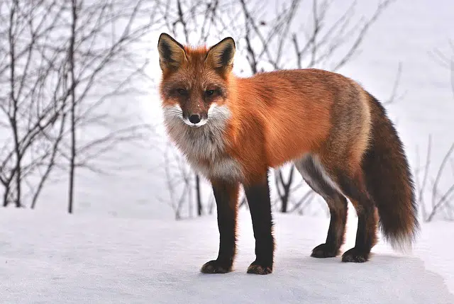 fox-715588_640.jpg