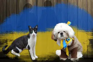 Animaux Ukraine