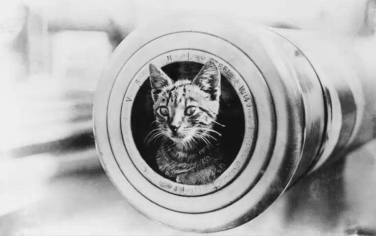 A_cat_on_HMAS_Encounter.jpg