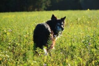 Chien dans un champ