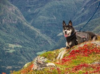 Randonnée chien