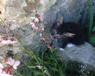Wifi-dans-le-jardin