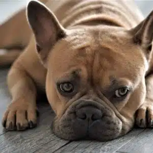 bouledogue-francais-dermatite-allergique-peau-veterinaire.jpg