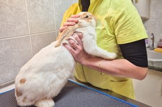 Lapin en consultation à la clinique vétérinaire Olbia