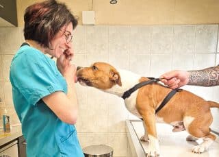 Consultation chien vétérinaire Hyeres
