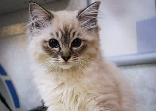 Consultation clinique veterinaire Olbia