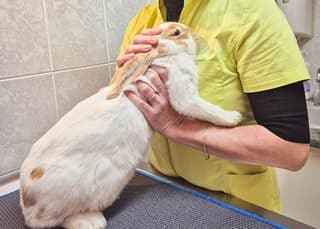 Consultation lapin