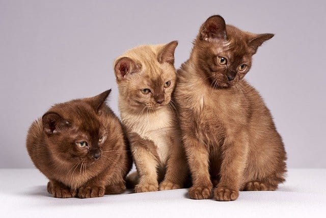 Chatons