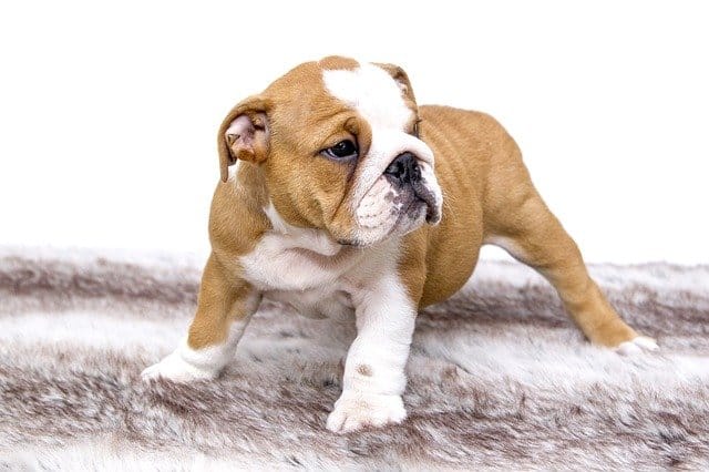 Chiot
