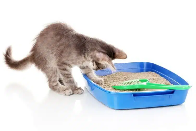 Chaton qui utilise son bac à litière - Apprentissage de la propr