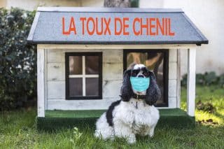 Toux de chenil