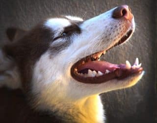 Denture de chien