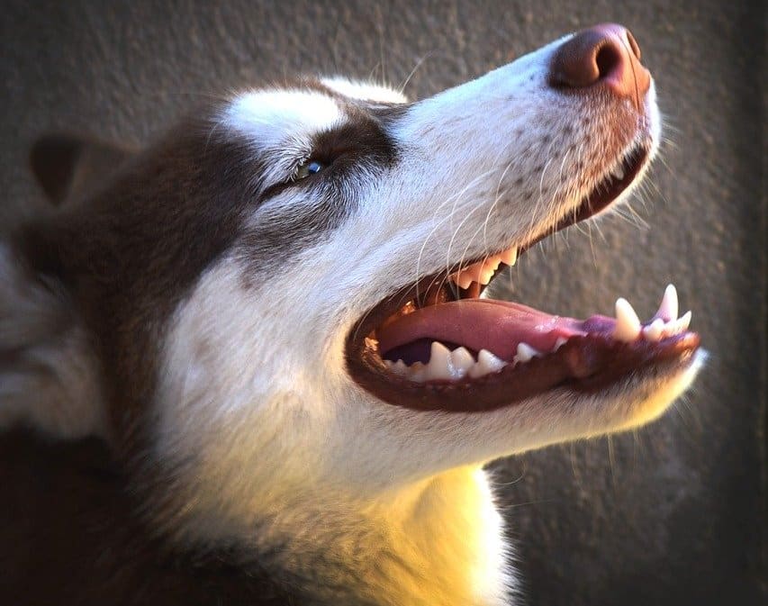 denture-du-chien.jpg