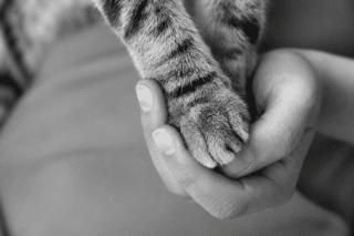 Fin de vie chat