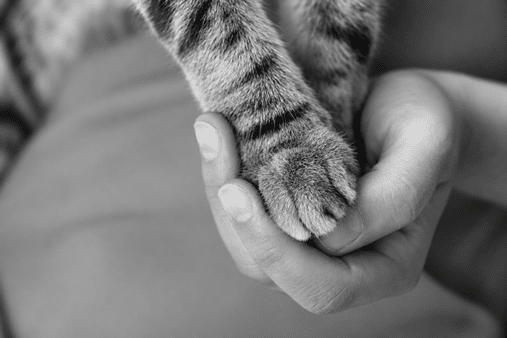 Fin de vie chat