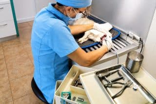 Dentisterie vétérinaire Hyères