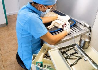 Dentisterie à la clinique veterinaire Olbia à Hyeres
