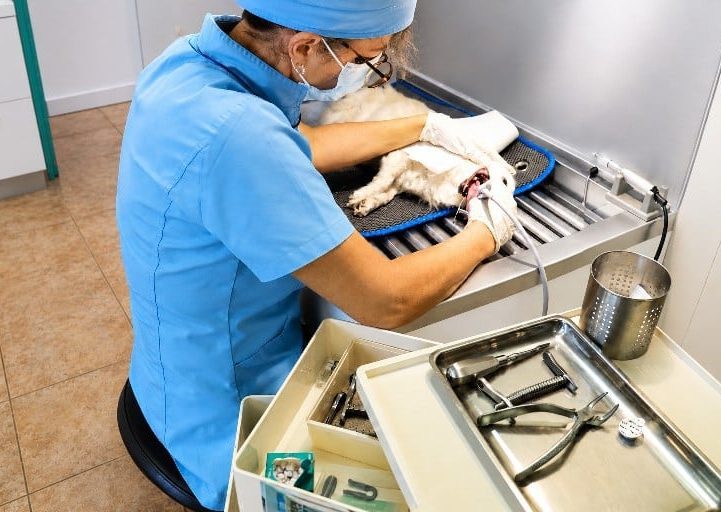 Dentisterie à la clinique veterinaire Olbia à Hyeres